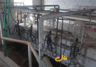 سلام گاوداری صنعتی شیری فعال امکانات کامل