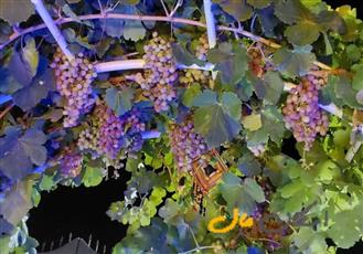 فروش باغ 1000 متری/زیار