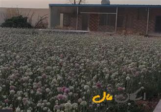 ۲۵۰ متر زمین در جاده قهجاورستان
