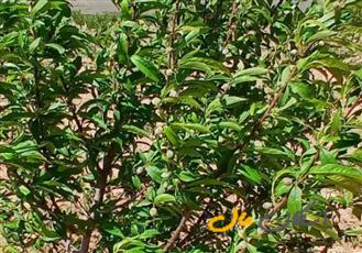 باغ دوهکتاری تجاری بادام،اصفهان، بوستان کوهستانی صفه، بلوار پیروزی