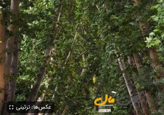 185 متر / 3 خواب / آذر